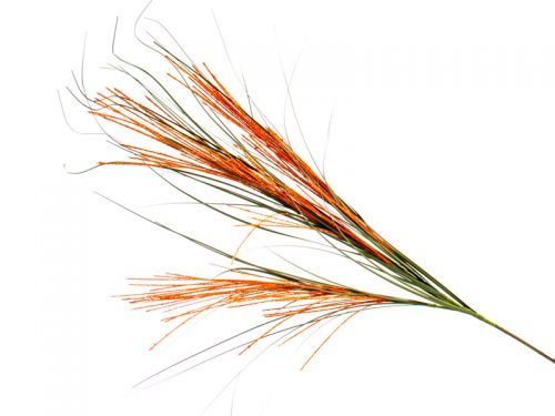 Цвет роза 60см., свет-рожевый