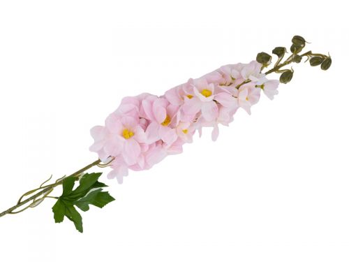 Дельфініум Elatum колір пудровий