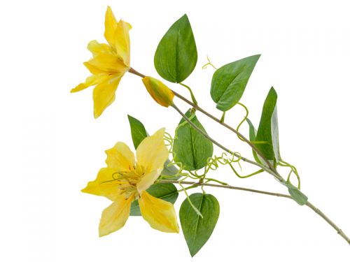 Клематис желтый 76 см