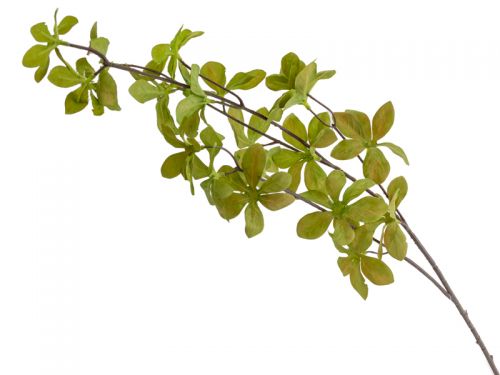 Ветка Акебия зеленая 68 см