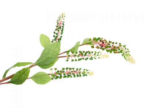 Ягоди Кермеса 4ка