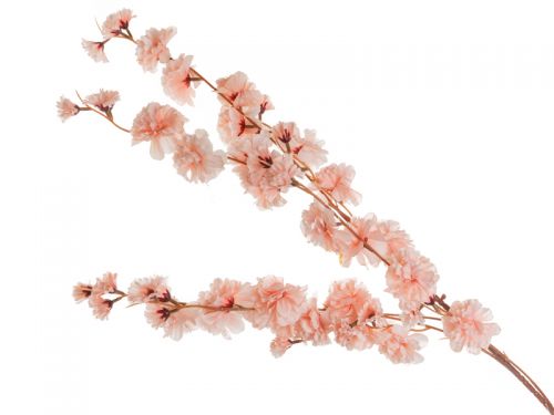 Ветка яблоневый цвет