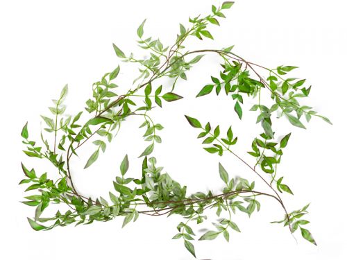 Лиана нандины 1,75 м