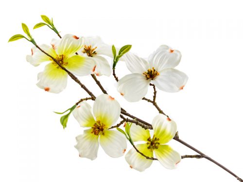 Ветка Дерен белая 75 см