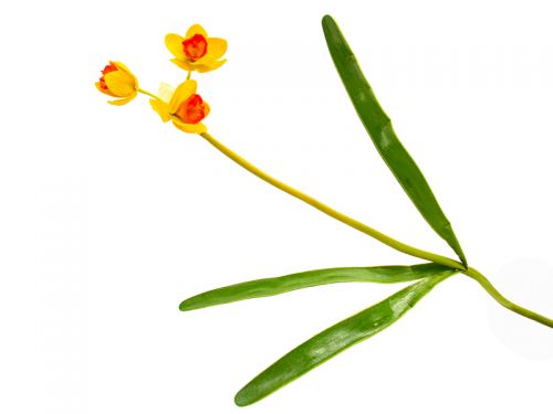 Искусственный цветок нарцисс 53см., желтый/красный