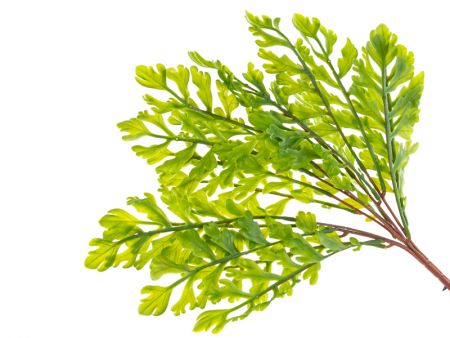 Букет папоротника гель зеленый