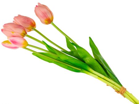 Тюльпан 5ка гель