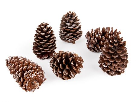 Набор декоративных шишек 6 шт (натуральные материалы)