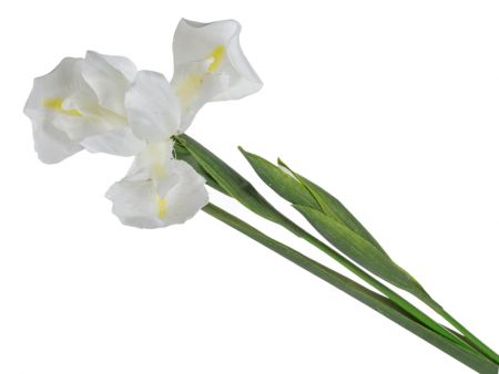 Ирис белый 76 см (пластик)