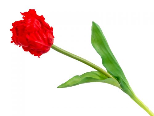 Тюльпан красный 40 см