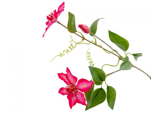 Клематис розовый 76 см