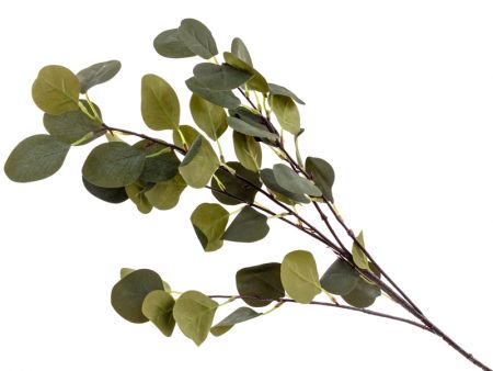 Ветка эвкалипта зеленая 90 см