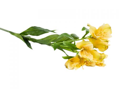 Альстермерія