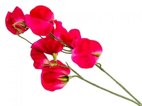 Душистый горошек розовый 43 см