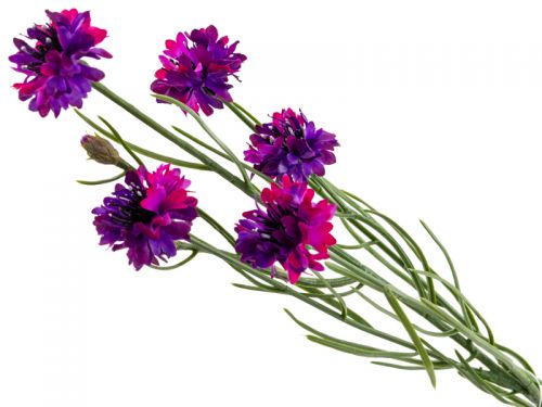 Василек фуксия 66 см