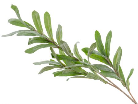 Ветка Омелы зеленая 70 см