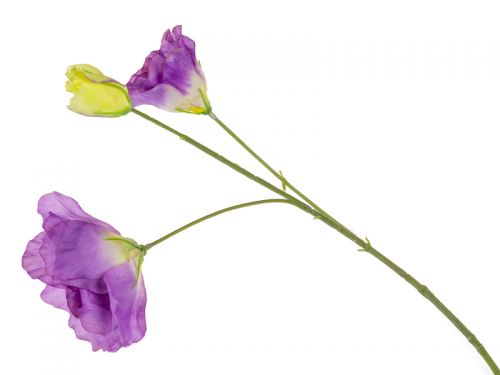 Эустома короткая 3 головы