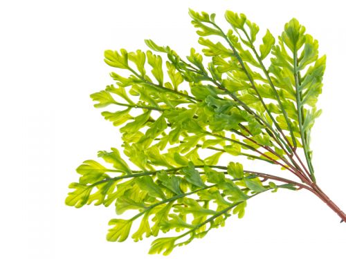 Букет папоротника гель зеленый