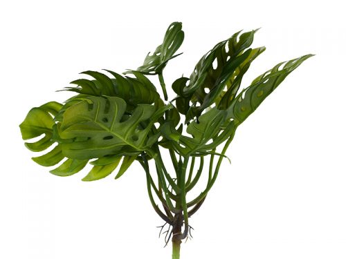 Кущ монстери гель 27 см