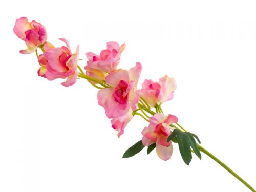 Дельфииниум розовый 50 см