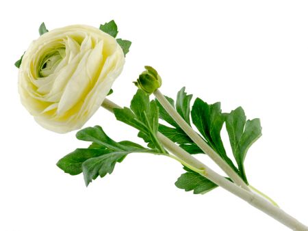 Цветок ранинкулус белый 58 см (полиэстр с латексным покрытием)