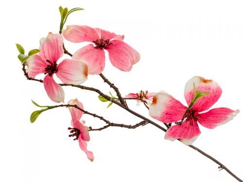 Ветка Дерен розовая 66 см