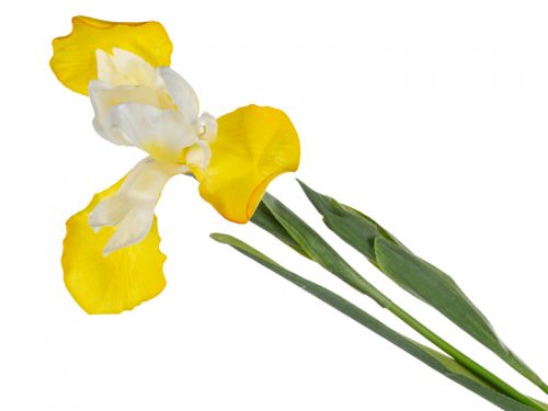 Ирис желтый 76 см (пластик)