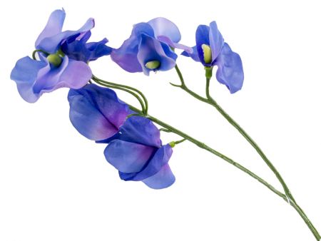 Душистый горошек синий 43 см