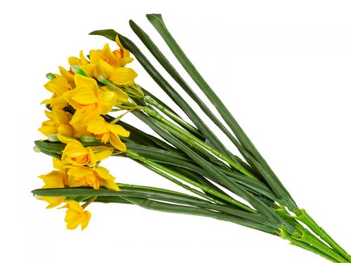 Куст нарцисса 21голова