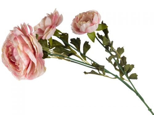 Книфофия 72 см