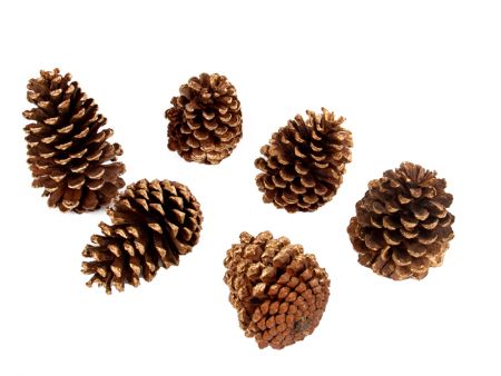 Набор декоративных шишек 6 шт (натуральные материалы)