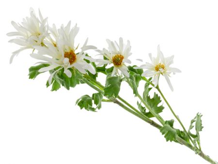 Ветка хризантемы белая 85 см (полиэстр с напылением)