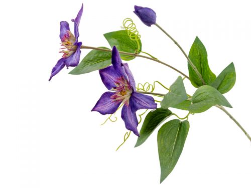 Клематис фиолетовый 76 см