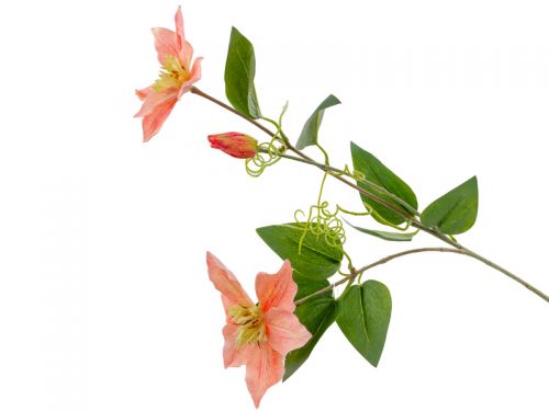 Клематис бежевый 76 см